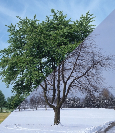 Sängkläder för vinter och sommar: vad välja?